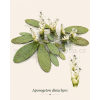 Aponogeton%20distachyos%20skica