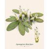 Aponogeton distachyos kalatka