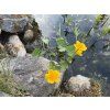 Caltha%20palustris foto 1