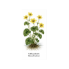 Caltha palustris