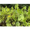 Caltha%20palustris%20Polypetala foto 1