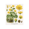 Caltha palustris Polypetala