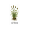 Carex muskingumensis