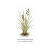 Carex muskingumensis Variegata