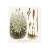 Carex riparia Variegata