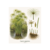 Cyperus giganteus - Šáchor obrovský
