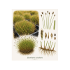 Eleocharis acicularis