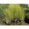 Eleocharis%20palustris