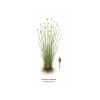 Eleocharis palustris