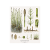 Equisetum fluviatile