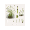 Equisetum scirpoides