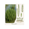 Hippuris vulgaris