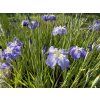 Iris%20ensata%20Electric%20Rays 2 foto 1