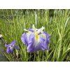 Iris%20ensata%20Electric%20Rays foto 1