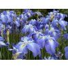 Iris%20ensata%20Electric%20Rays 2 foto 1