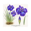 Iris ensata Electric Rays