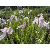 Iris%20ensata%20Pink%20Frost foto 1