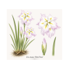 Iris ensata Pink Frost