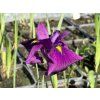 Iris%20kaempferi%20Variegata foto 1
