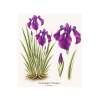 Iris kaempferi Variegata
