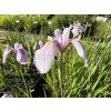 Iris%20laevigata%20Rose%20Queen foto 1