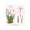Iris laevigata Rose Queen