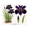 Iris louisiana Black Gamecock