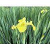 Iris%20pseudoacorus foto 1
