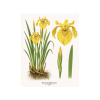 Iris pseudacorus