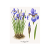 Iris sibirica Blue