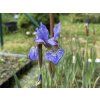 Iris%20sibirica%20Persimmon foto 1