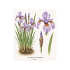 Iris sibirica Persimmon