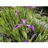Iris%20versicolor%20Kermesina foto 1