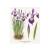 Iris versicolor Kermesina