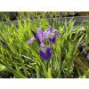 Iris%20versicolor%20Mountain%20Brook foto 1