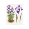 Iris versicolor Mountain Brook