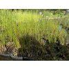 Juncus%20effusus foto 1
