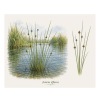 Juncus effusus
