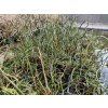 Juncus%20effusus%20Spiralis foto 1