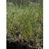 Juncus%20effusus%20Spiralis 2 foto 1