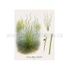 Juncus effusus Spiralis
