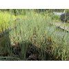 Juncus%20inflexus%20Glaucus foto 1