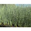 Juncus%20inflexus%20Glaucus 2 foto 1