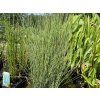 Juncus%20inflexus%20Glaucus 2 foto 1