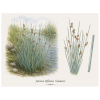 Juncus inflexus Glaucus