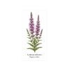 Lythrum salicaria