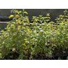 Mentha%20aquatica foto 1