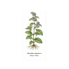 Mentha aquatica