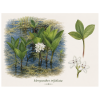 Menyanthes trifoliata