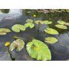 Nuphar%20lutea foto 1
